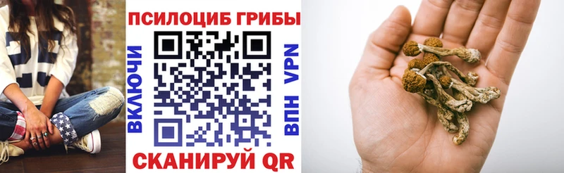 блэк спрут онион  где можно купить   Краснообск  Галлюциногенные грибы Psilocybine cubensis 